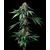 Mendo Breath, Фасовка: 1